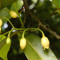 Myristica fragrans Houtt.